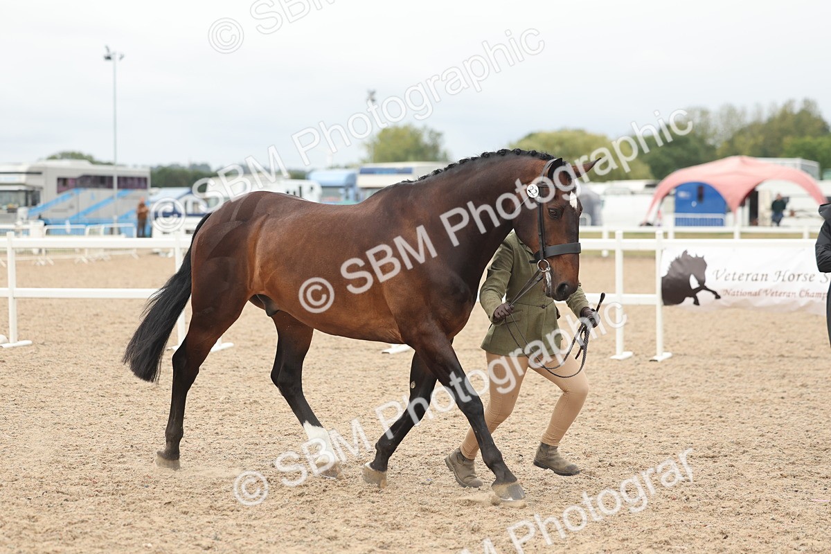 SBM_19860 - Class 318 - IH Part Bred Horse-Pony