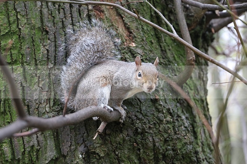 Squirrel - Animals and Birds