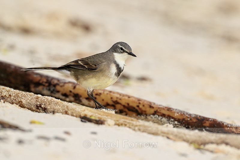 Cape Wagtail, Boulders Beach, South Africa - Cape Wagtail