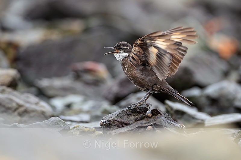 Seaside Cinclodes performing song display, Chile - Seaside Cinclodes