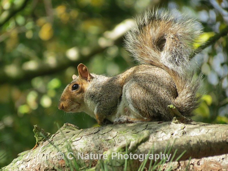Grey Squirrel - Animals