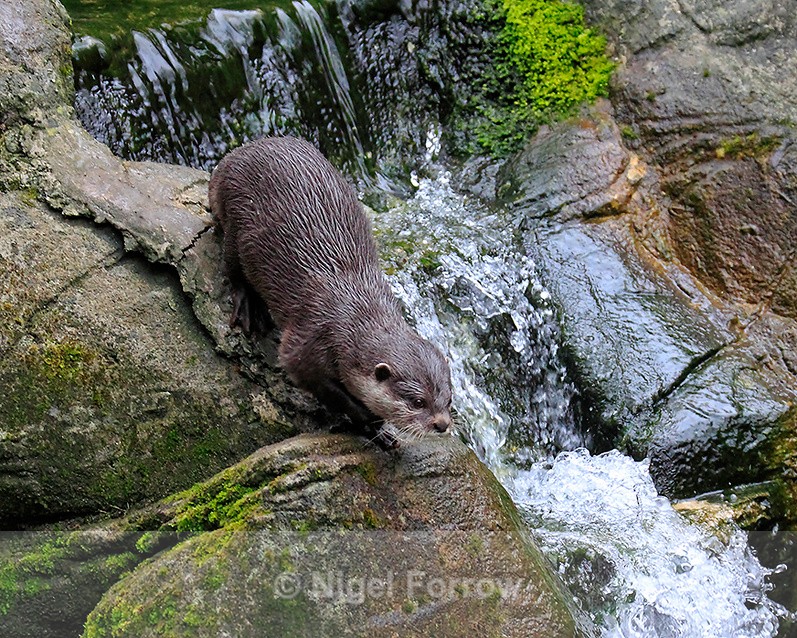 Asian Short-clawed Otter by a waterfall - Otter