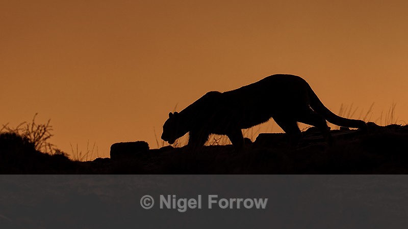 Puma silhouette, Torres del Paine, Chile - Puma
