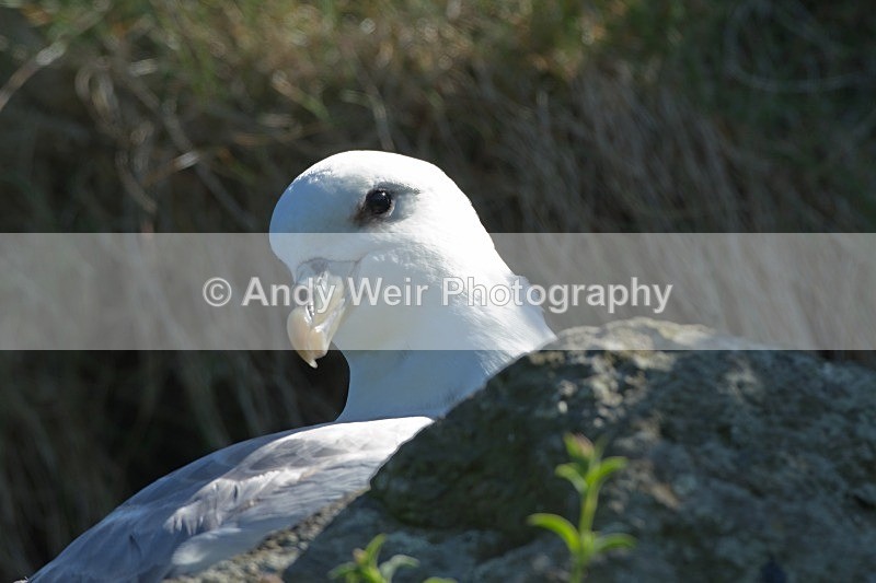20120531-_MG_9737 - Fulmar