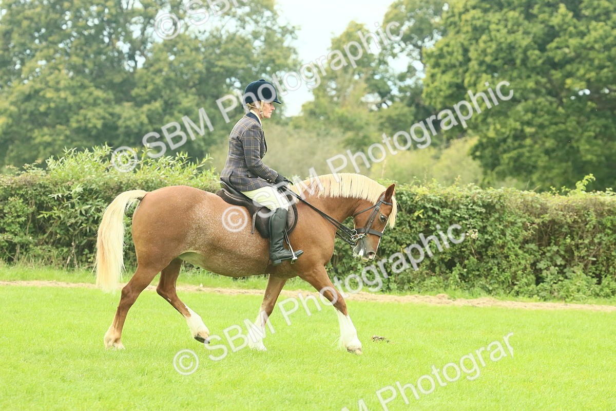 SBM_71831 - S60 - Mountain & Moorland Ridden Large Breeds