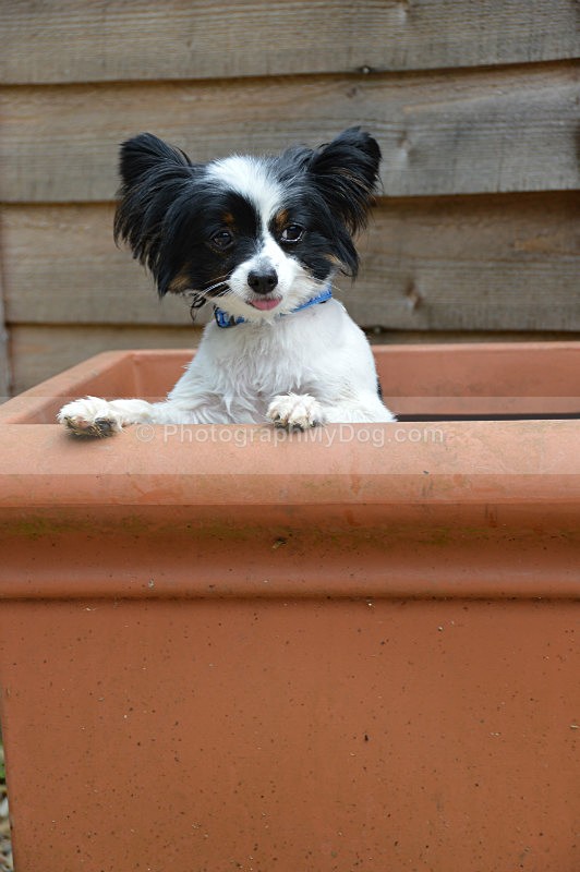  - Papillon