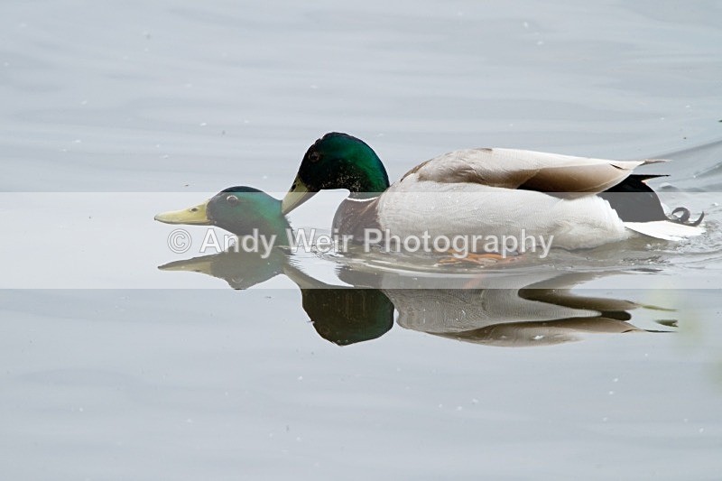 20120520-_MG_0056 - Mallard