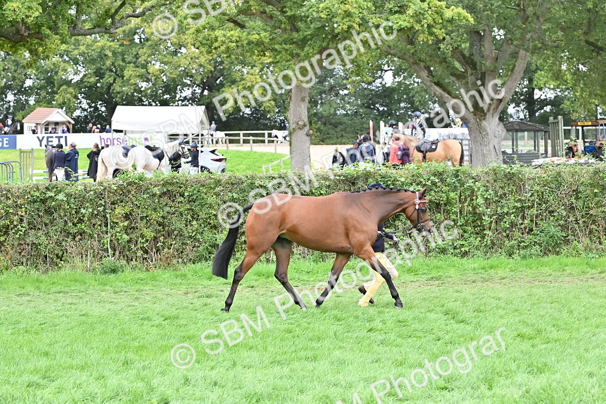 SBM_64935 - S50 - Show Pony & Show Hunter Pony In Hand