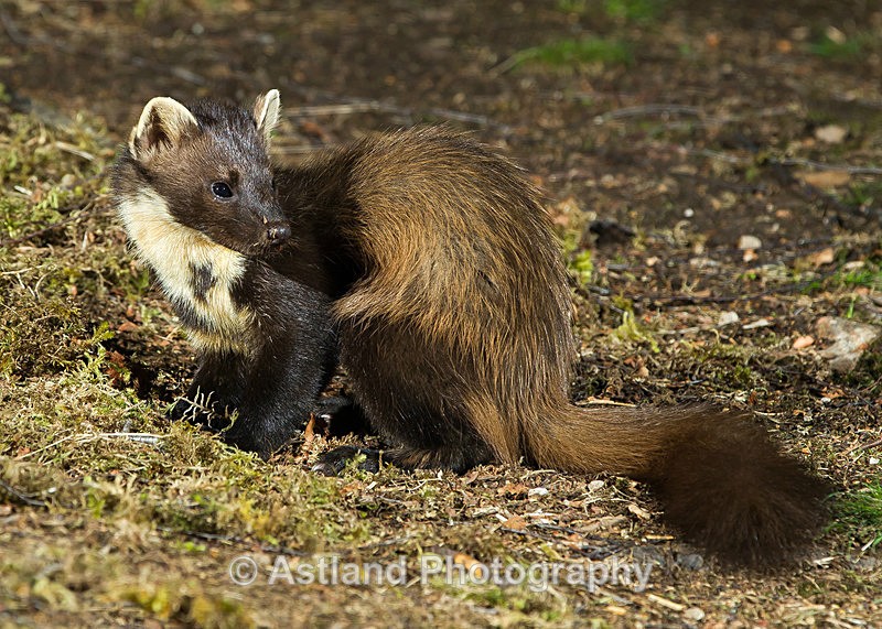 Astland Photography, Bird and Wildlife Images, Susan and Peter Wilson, U.K.