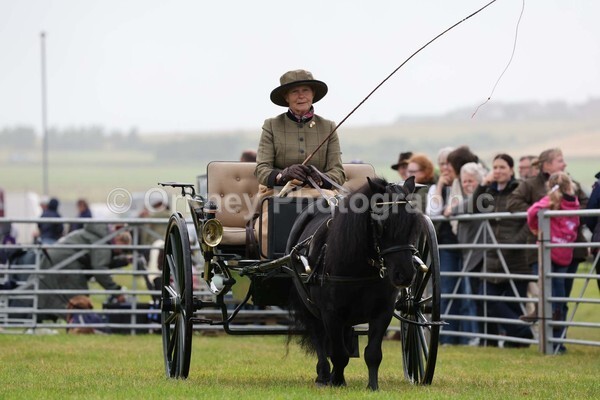 untitled-12363 - Shetland Pony Show