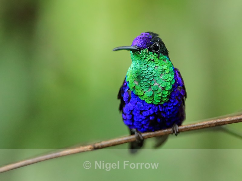 Violet-crowned Woodnymph, Panama - Violet-crowned Woodnymph