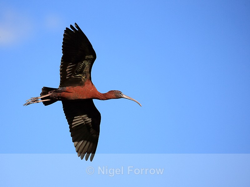 Glossy Ibis in flight, Wakodahatchee Wetlands, Florida - Glossy Ibis