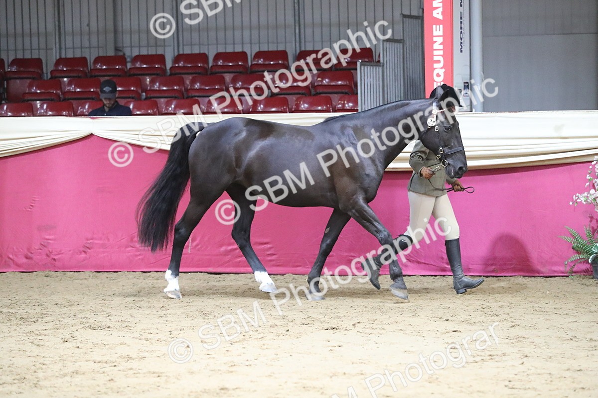 SBM_05029 - Class 8R- Regional -IH Veteran