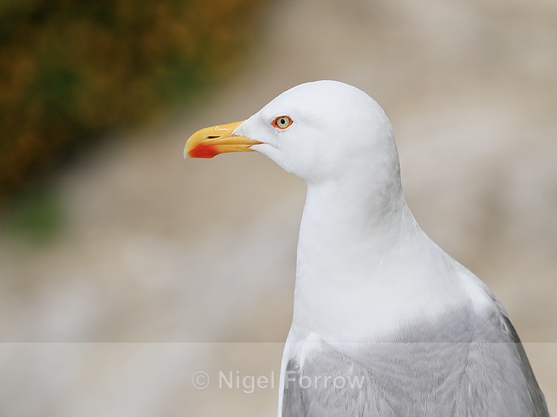 Yellow-legged Gull closeup, Gibraltar - Yellow-legged Gull