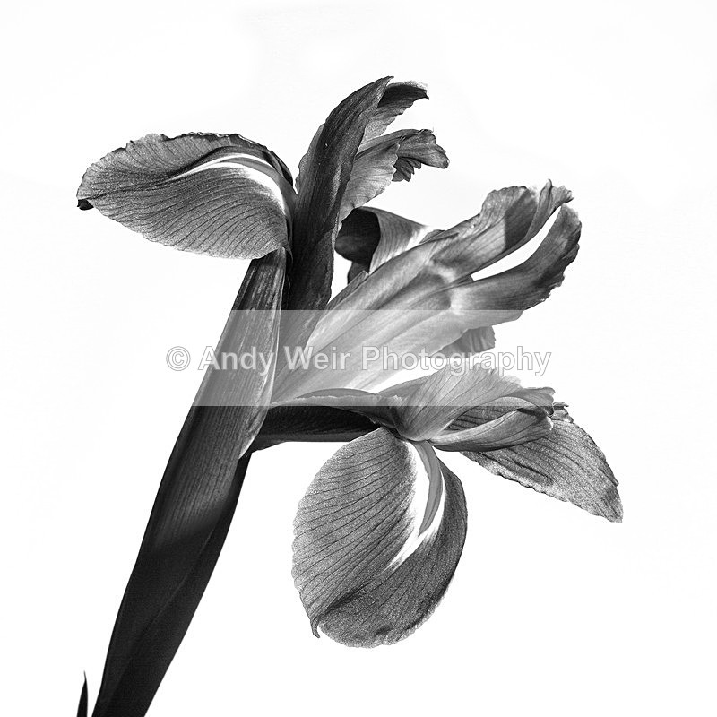 20140202-3K8A8647-2791-2792 - Plants & Flowers