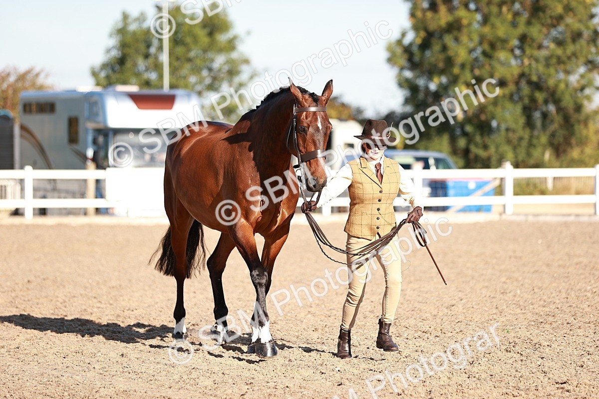 SBM_11214 - Class 401 - IH  Veteran horse