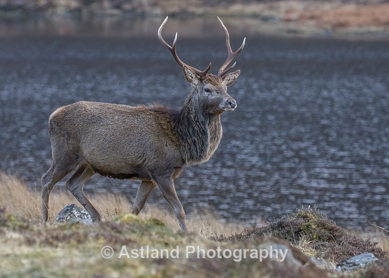 Red Deer - Latest Images