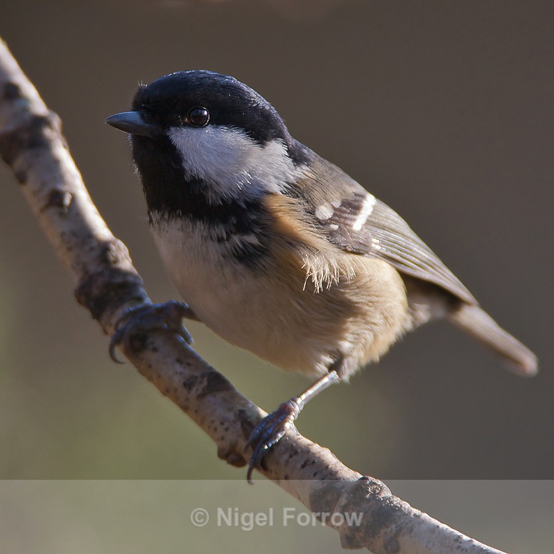 Coal Tit on Brownsea Island - Coal Tit