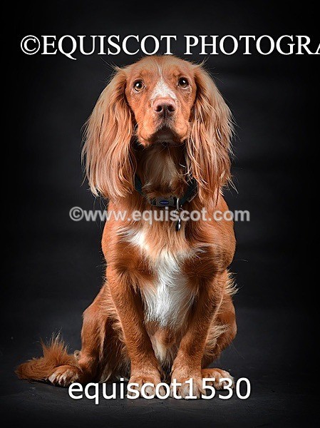 equiscot1530 - COOPER