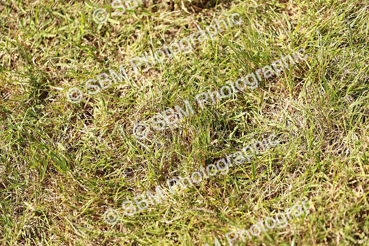 SBM_05601 - Class 41-45 - Riding Pony-Hunter Pony Breeding