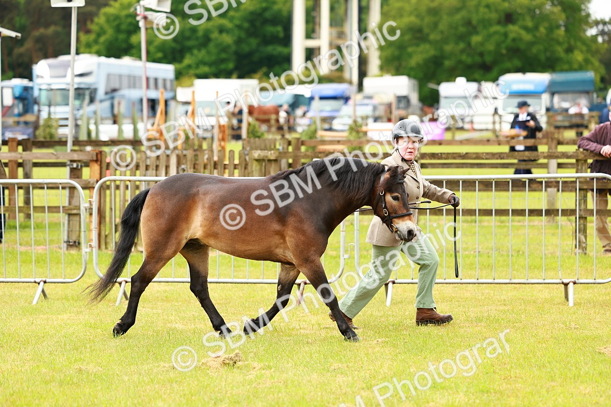 SBM_00260 - Class 58-67 - M&M Non Welsh Pony In hand