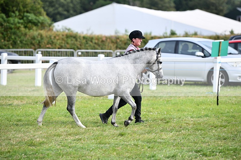 DSC_9125 - SP/SHP Pony Breeding Championship