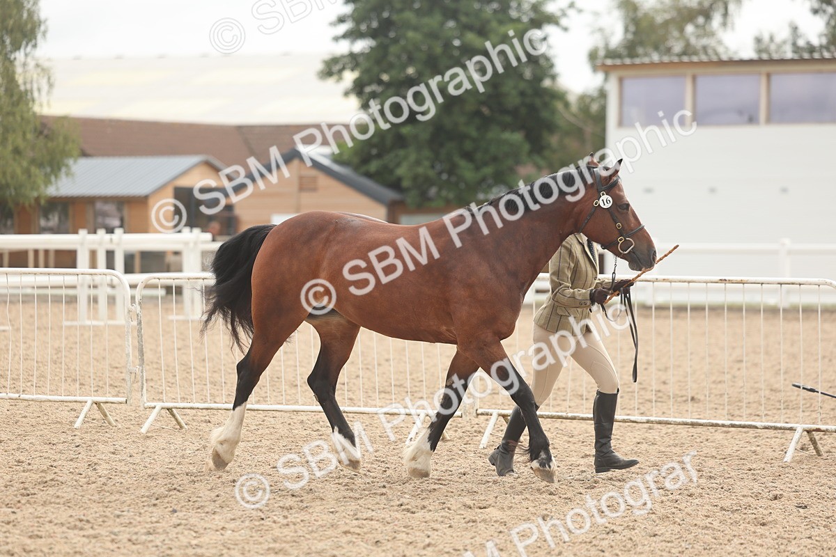 SBM_03215 - Class 16 - IH M&M Wildcard