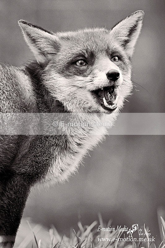 Vixen 260313-582bw - Nature