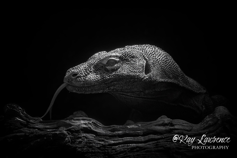 Komodo Dragon-RLP43352 - Monochrome Zoo