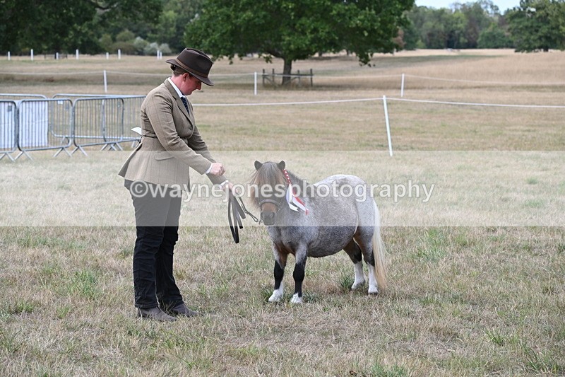 WJ6_7124 - Class 21 Shetland & Mini Horses