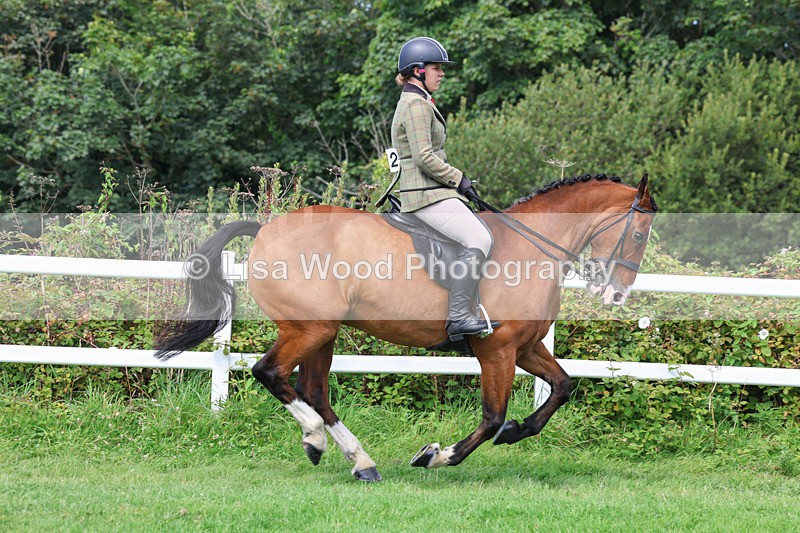 3E7A8673 - Class 5: Working Show Horse