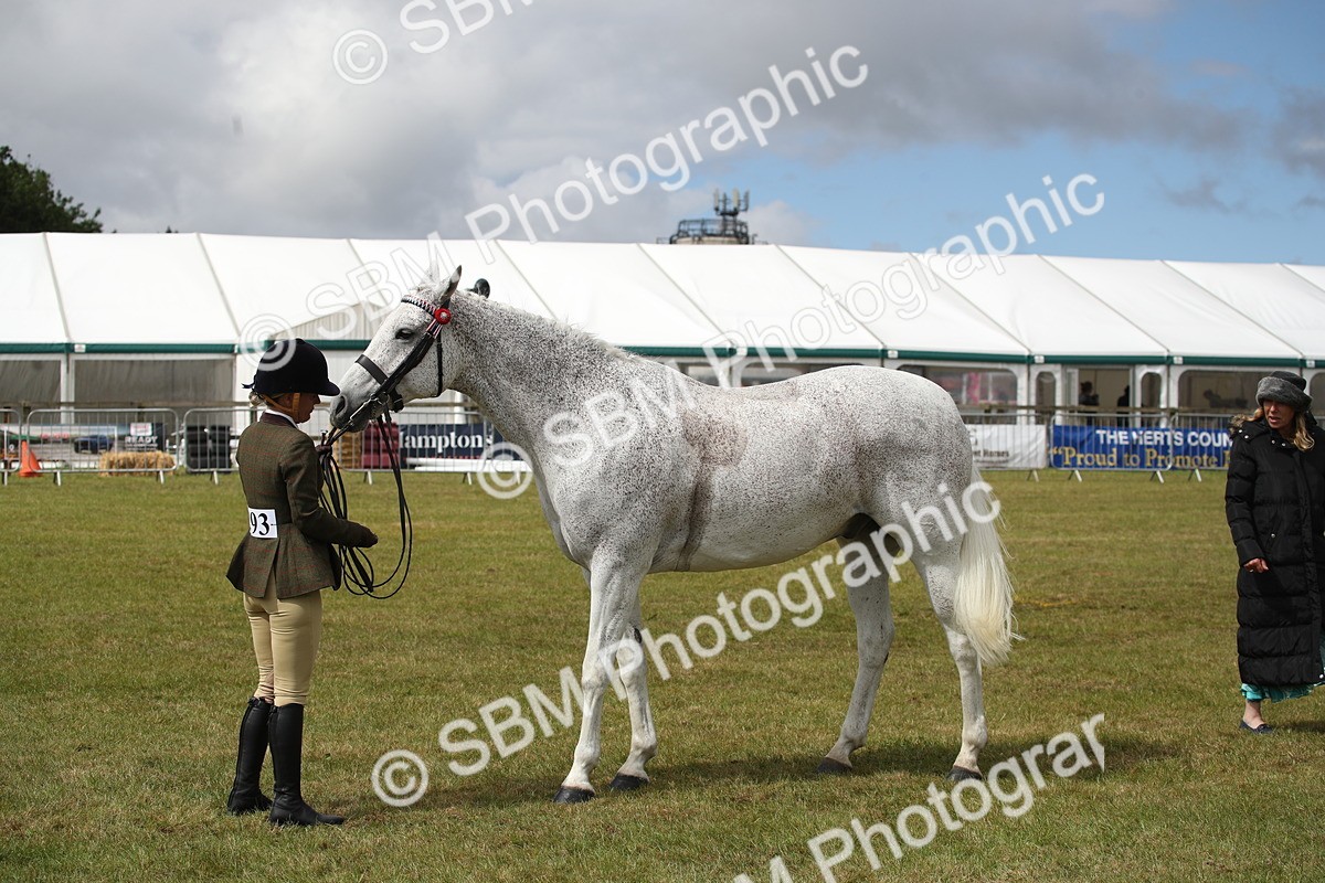 SBM_13255 - Class 95-96 - LIHS BSHA Rising Star Hack Riding Horse