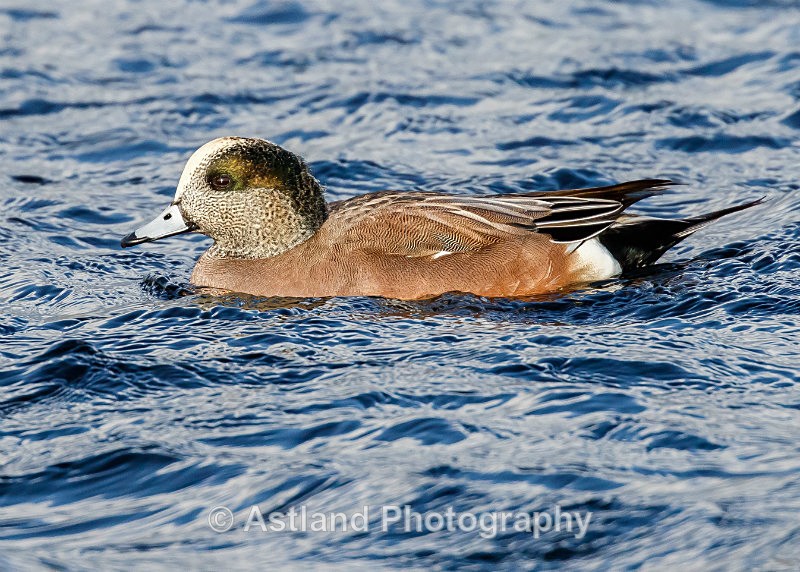 Astland Photography, Bird and Wildlife Images, Susan and Peter Wilson, U.K.