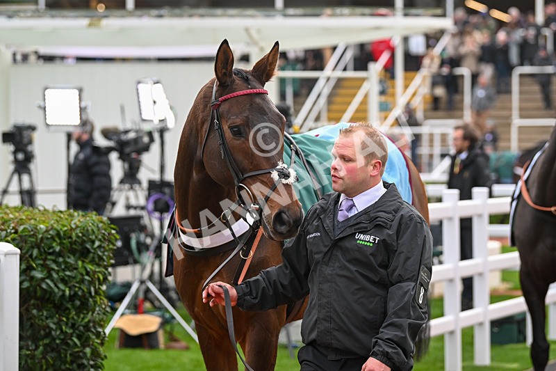 161124-Race 5-Paddock-Quick Draw-0674 - Race 5