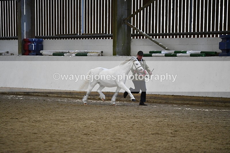 WJ5_5615 - Morning in hand Championship