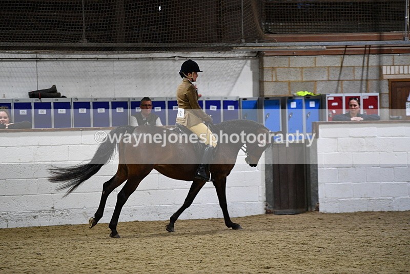 WJ5_8934 - Class 15 Ridden Show Horse