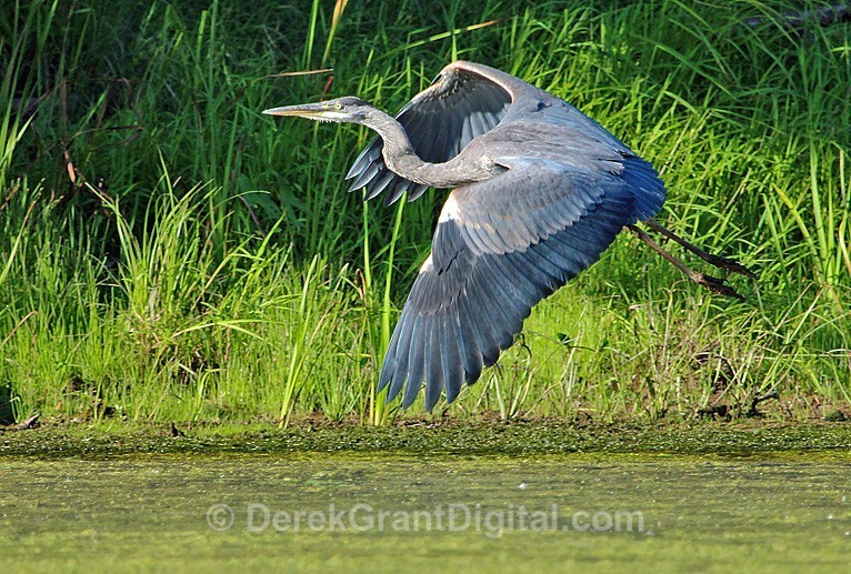 Grace in Motion - Great Blue Heron Taking Off - Birds of Atlantic Canada