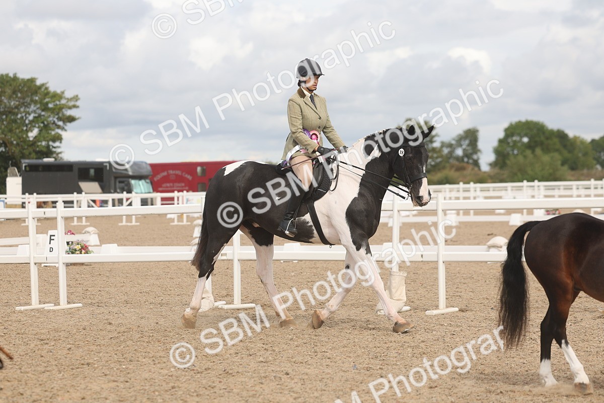 SBM_04525 - Class 18 - Handsomest Gelding (IH or Ridden)