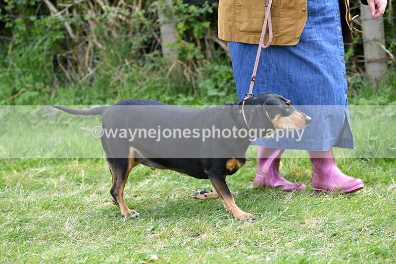 WJ5_9922 - Class 5 Best Veteran / 7 years & over