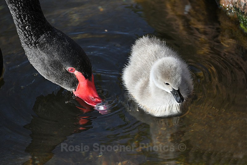 Black Swans Dawlish 5 - Dawlish and Black Swans