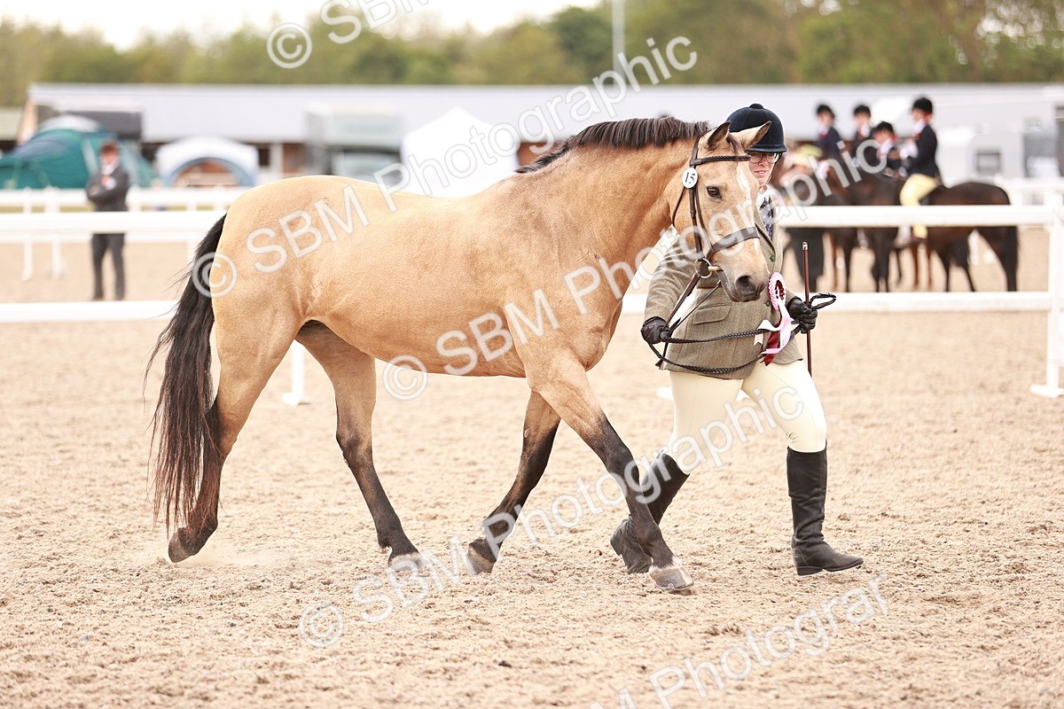 SBM_16165 - Class 411 - Prettiest Mare - (IH or Ridden Adult)
