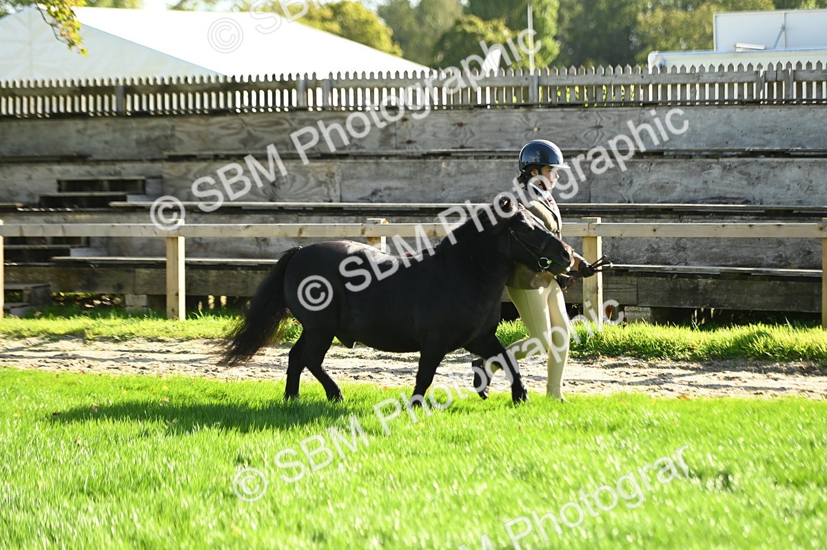 SBM_15839 - S1 - TSR in Hand Horse & Pony Showing
