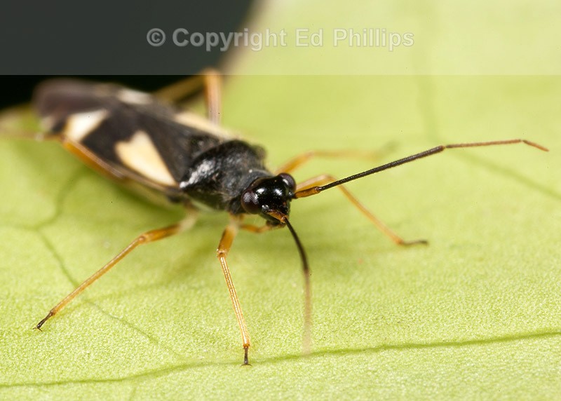 Dryophilocoris flavoquadrimaculatus