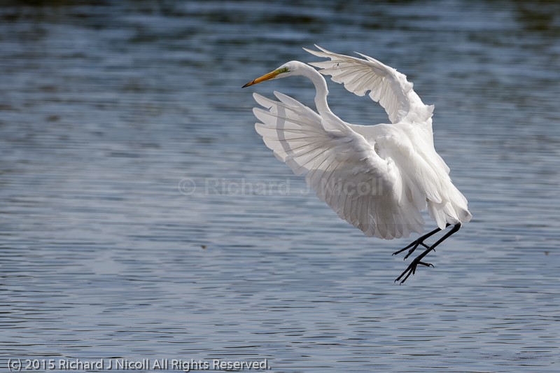 Great Egret (Casmerodius albus) - Great Egret (Casmerodius albus)