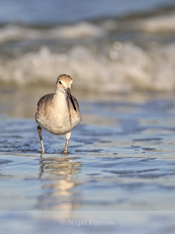 Front view of Willet, Fort De Soto Park, Florida - Willet