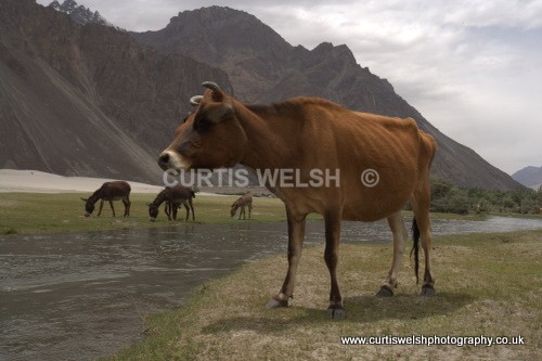 176 - LADAKH - INDIA