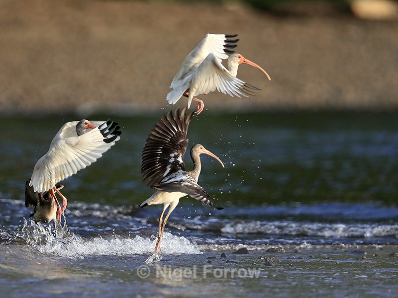 White Ibises take off as tide advances, Playa Cativo Lodge, Costa Rica - White Ibis