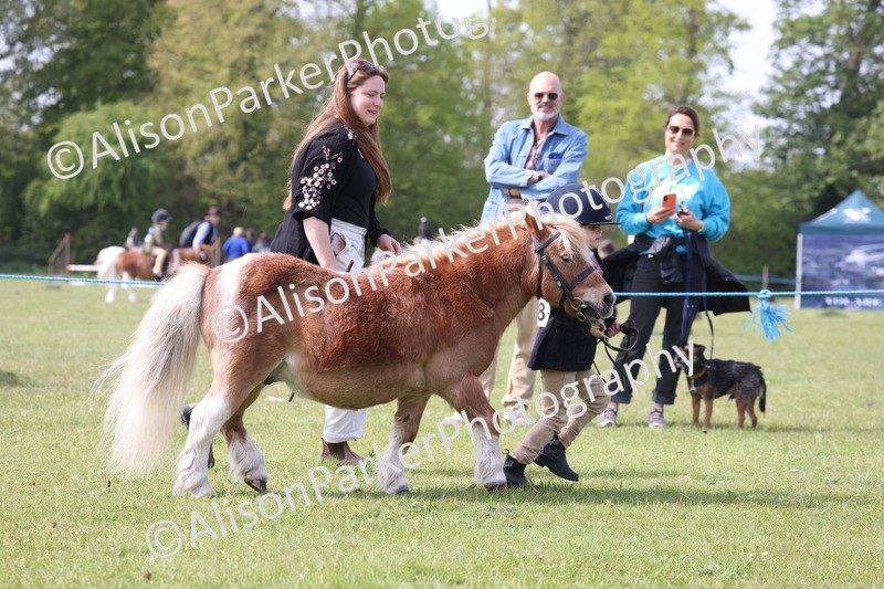 20260426-3170 - Class 26 - Shetland Ponies and Minitures