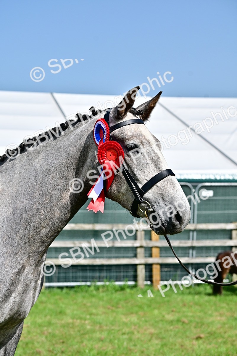 SBM_03374 - Class 50 - 54 Light Horse Breeding