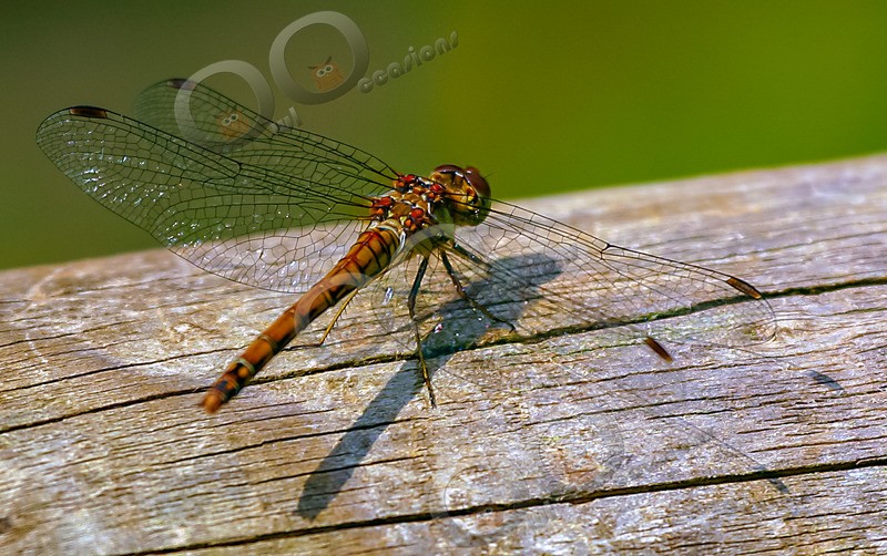 Dragonfly- - Insects from around the world